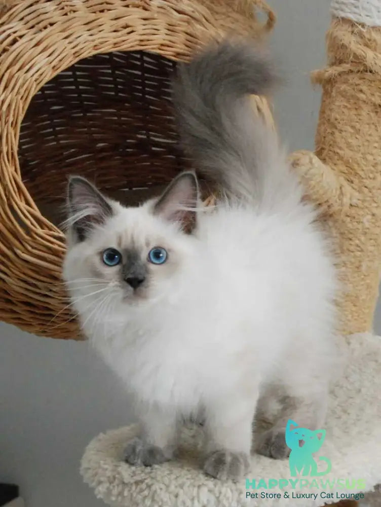 Almaz Siberian male blue pointed - live animals