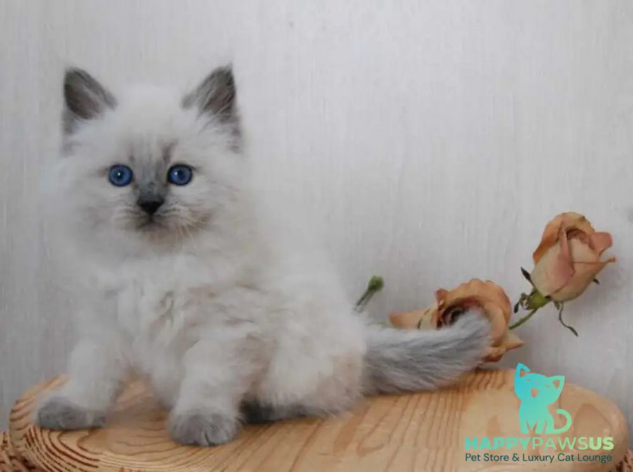 Almaz Siberian male blue pointed - live animals