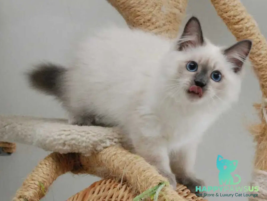 Almaz Siberian male blue pointed - live animals