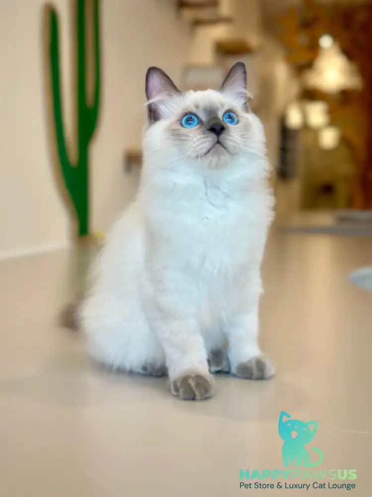 Almaz Siberian male blue pointed - live animals