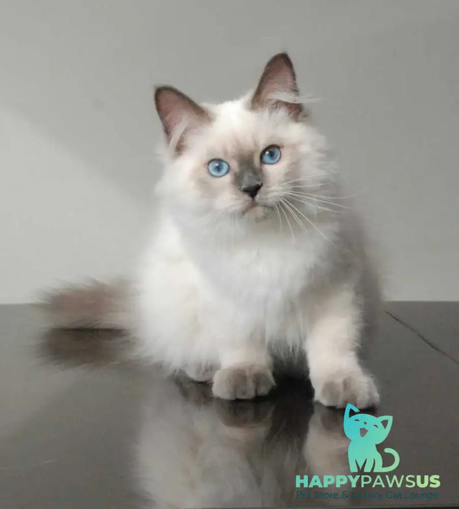Almaz Siberian male blue pointed - live animals