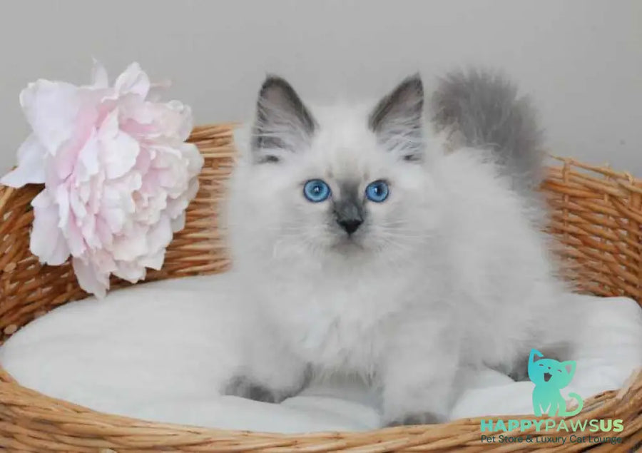 Almaz Siberian male blue pointed - live animals