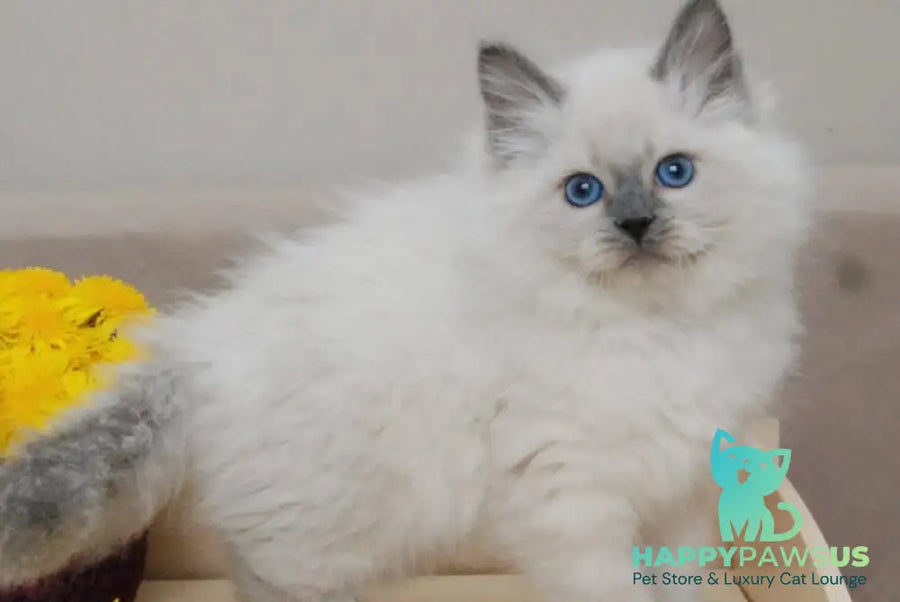 Almaz Siberian male blue pointed - live animals