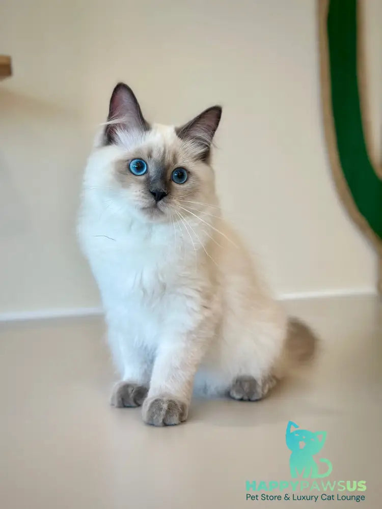 Almaz Siberian male blue pointed - live animals