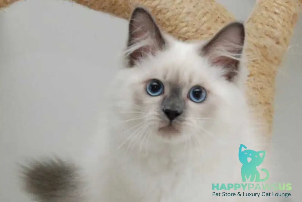Almaz Siberian male blue pointed - live animals