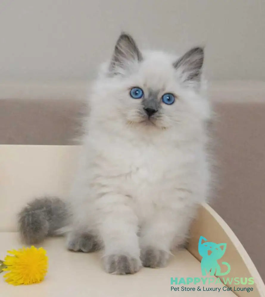 Almaz Siberian male blue pointed - live animals