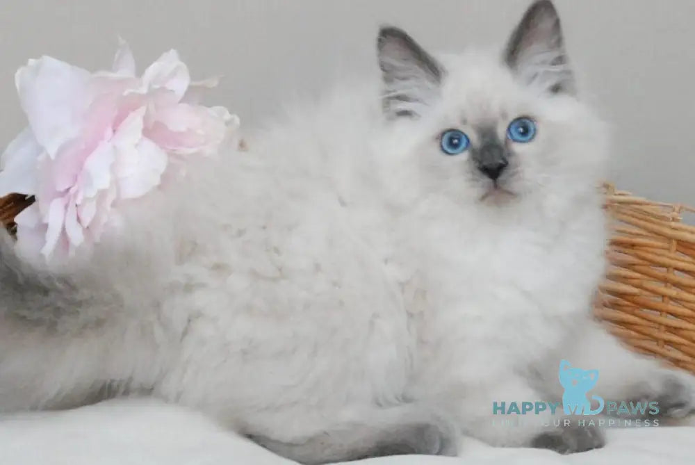 Almaz Siberian male blue pointed - live animals