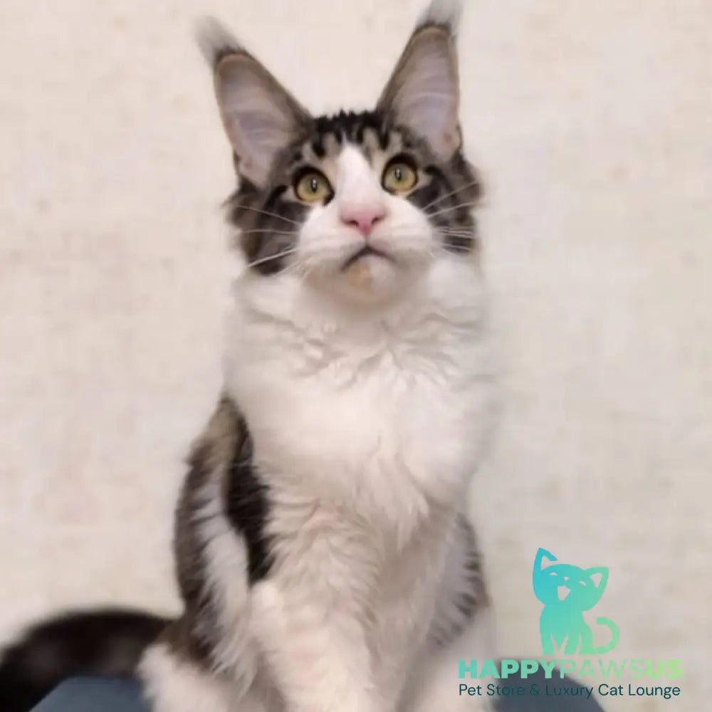 Alpha Maine Coon polydactyl female black tabby bicolour - live animals