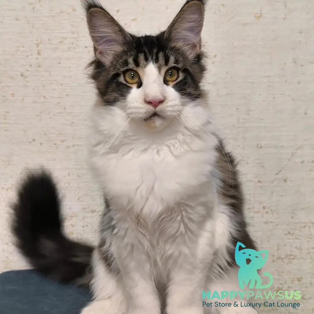 Alpha Maine Coon polydactyl female black tabby bicolour - live animals