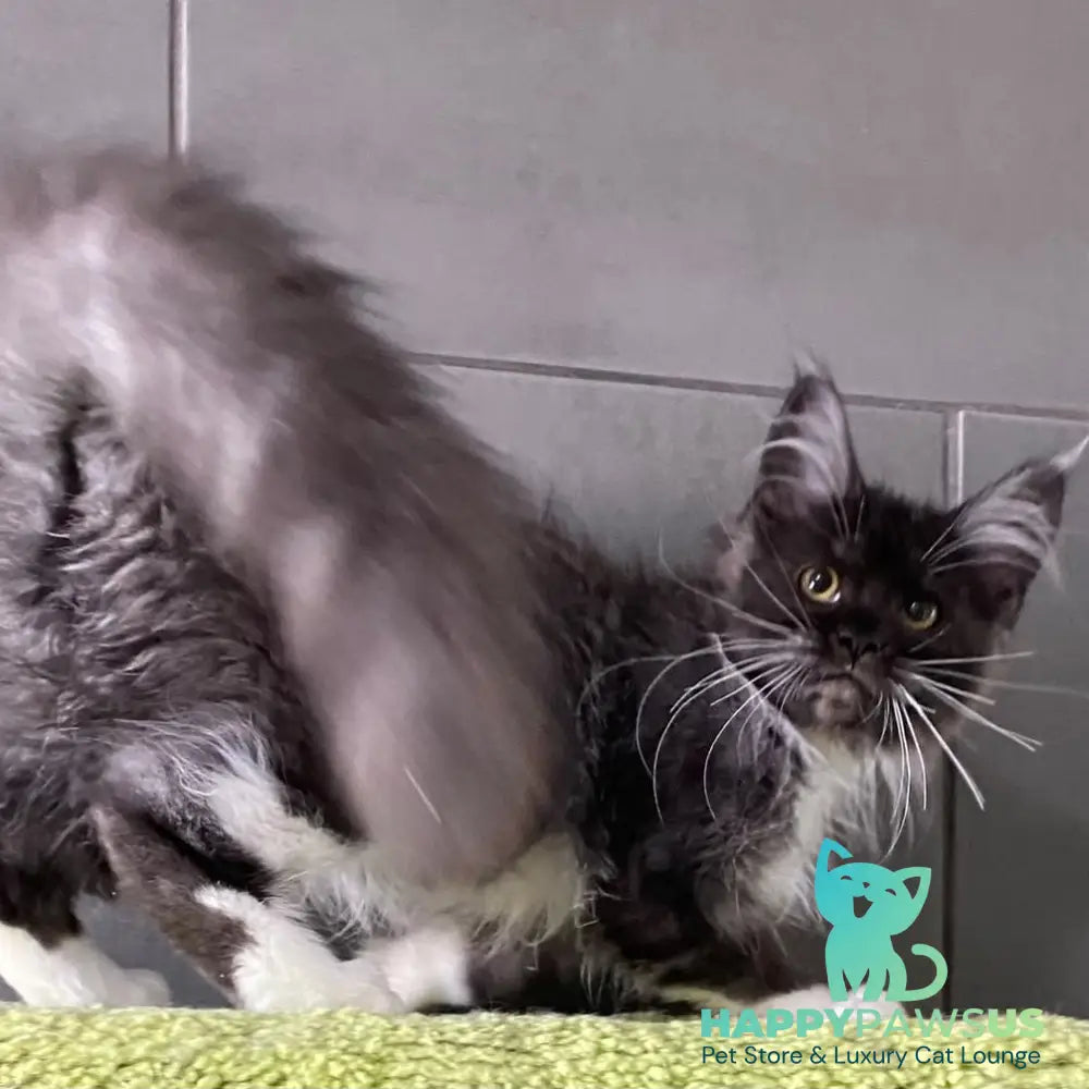 Alushta Maine Coon female black silver bicolour - live animals