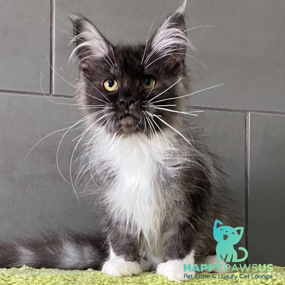Alushta Maine Coon female black silver bicolour - live animals