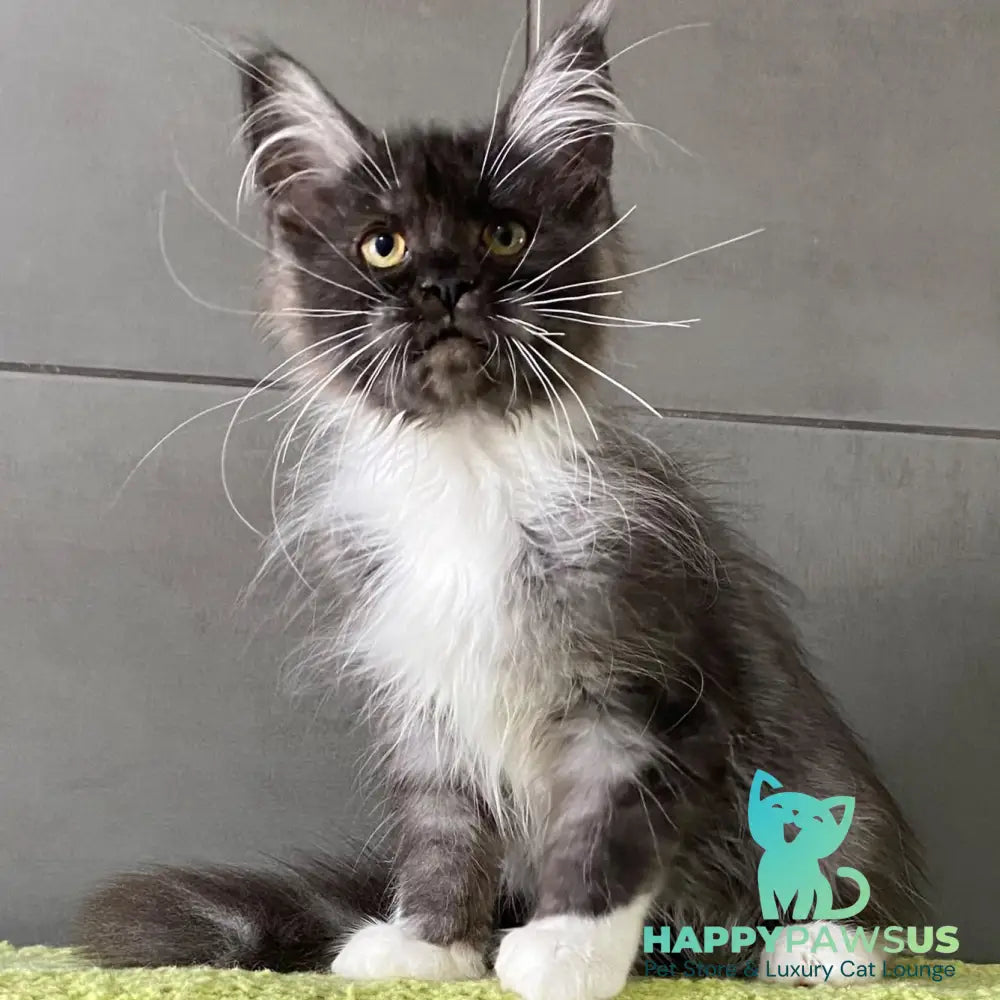 Alushta Maine Coon female black silver bicolour - live animals