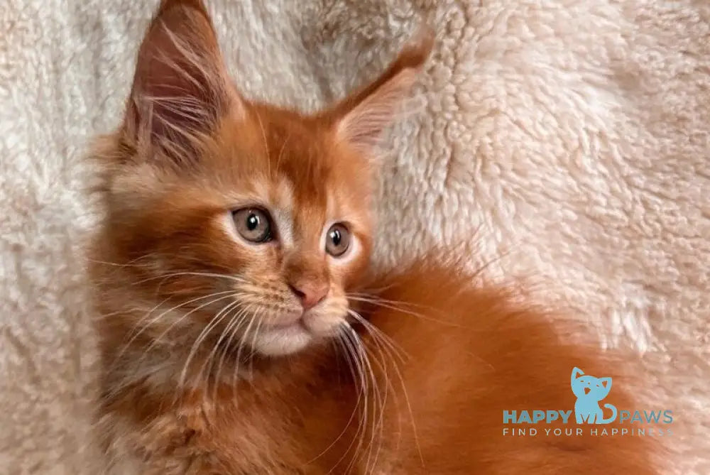 Alvaro Maine Coon male red ticked tabby live animals