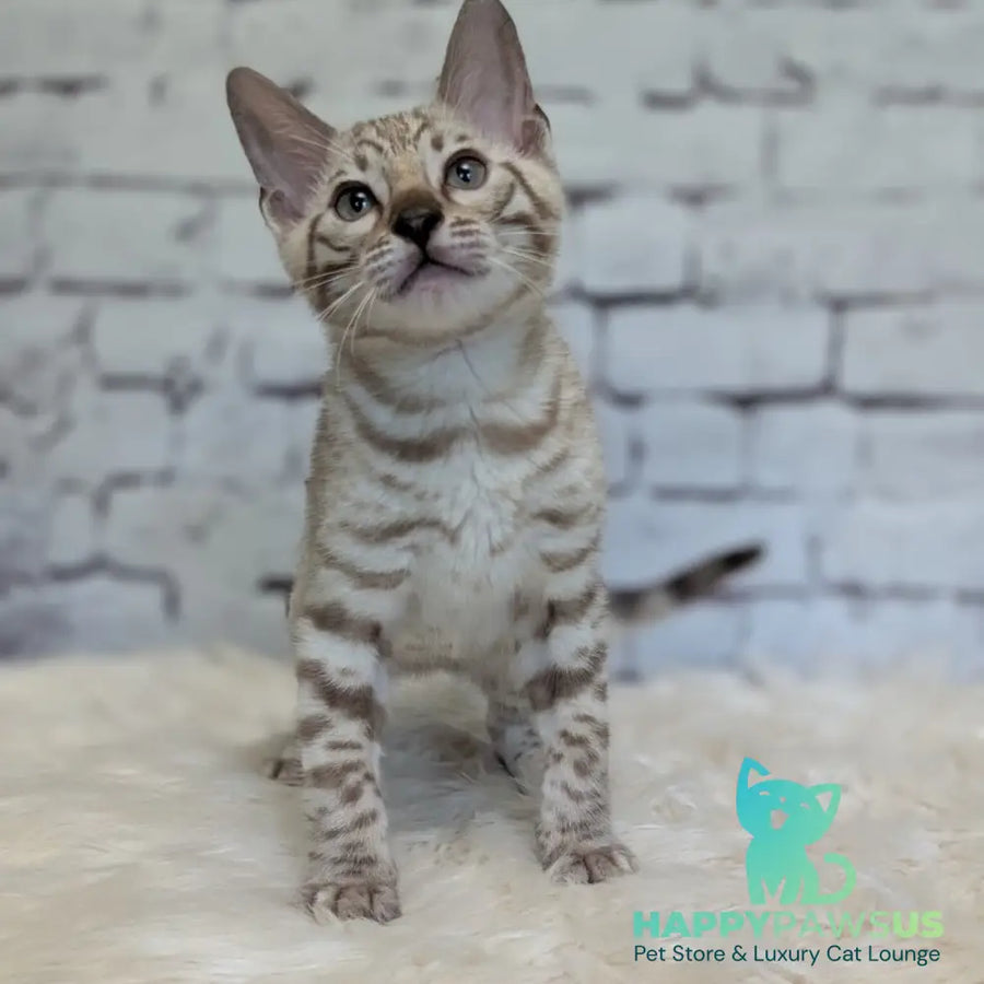 Alvin Bengal male black silver spotted tabby pointed - live animals