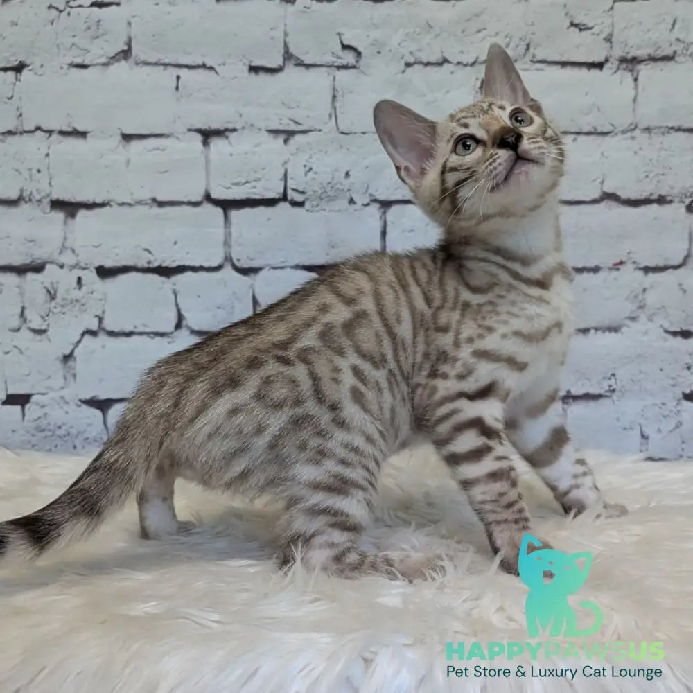 Alvin Bengal male black silver spotted tabby pointed - live animals