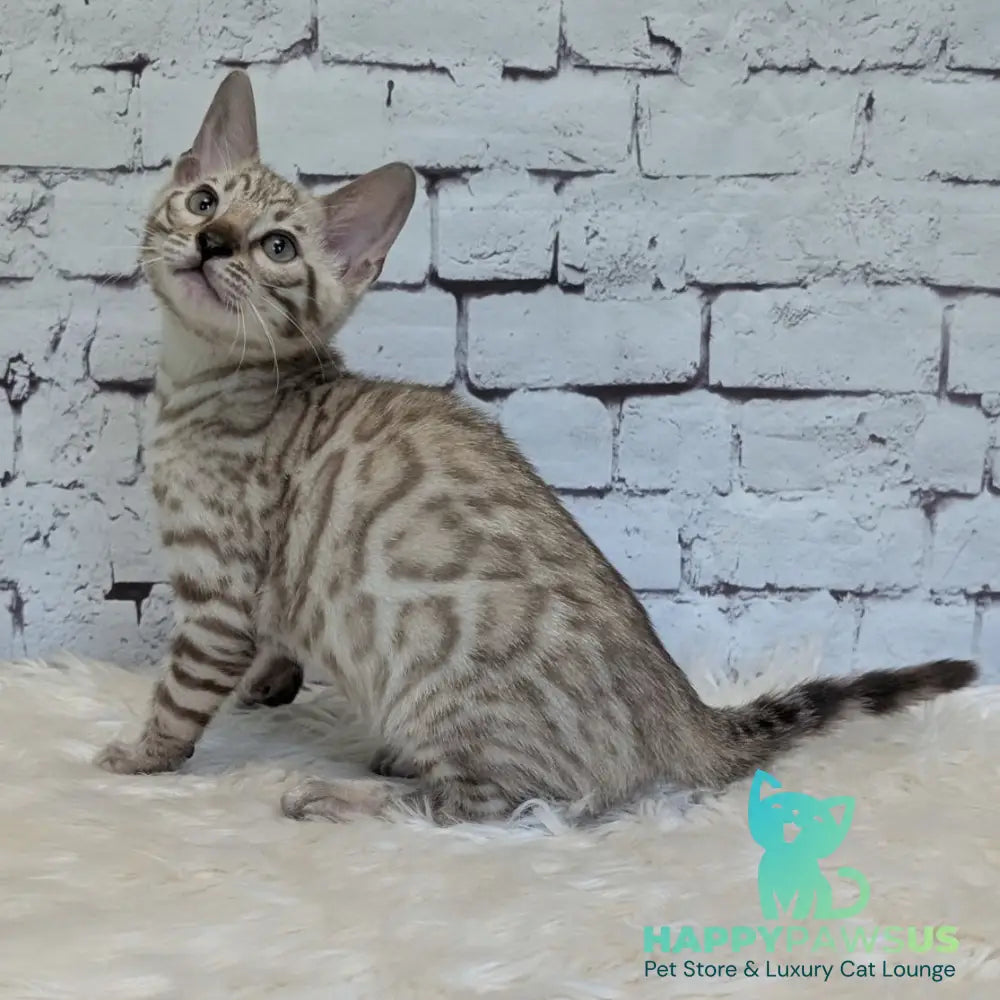 Alvin Bengal male black silver spotted tabby pointed - live animals