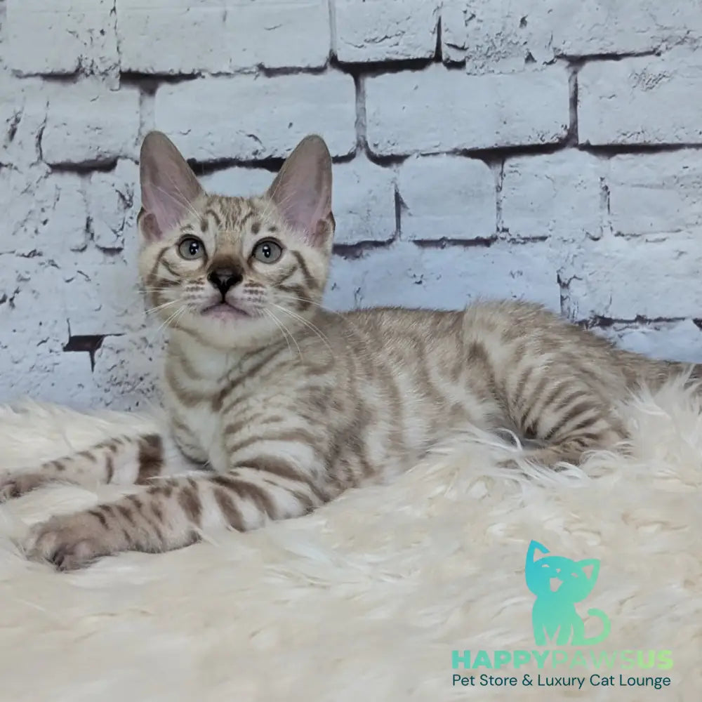 Alvin Bengal male black silver spotted tabby pointed - live animals