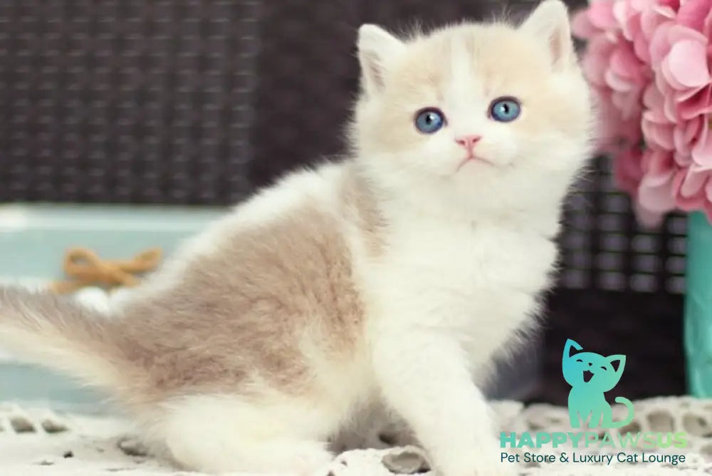 Alvin British Shorthair male blue golden shaded bicolour - live animals