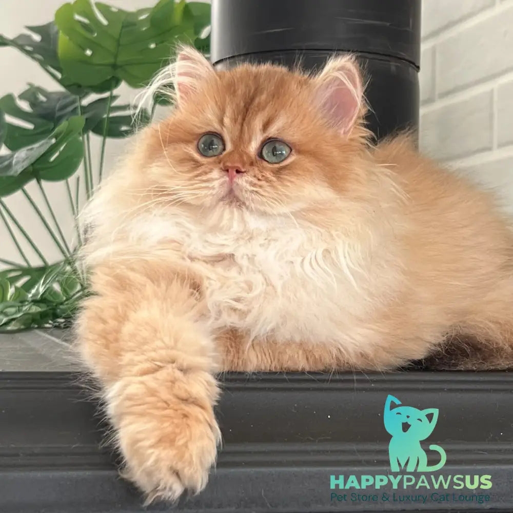 Alvis British Longhair male chocolate golden shaded - live animals