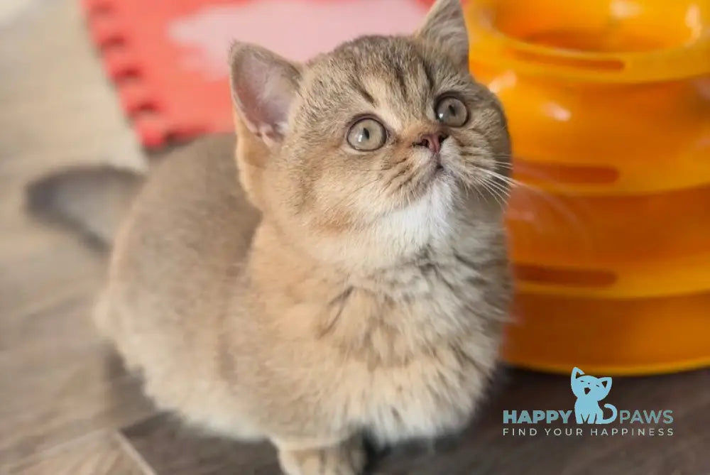 Alya Munchkin female chocolate golden shaded live animals