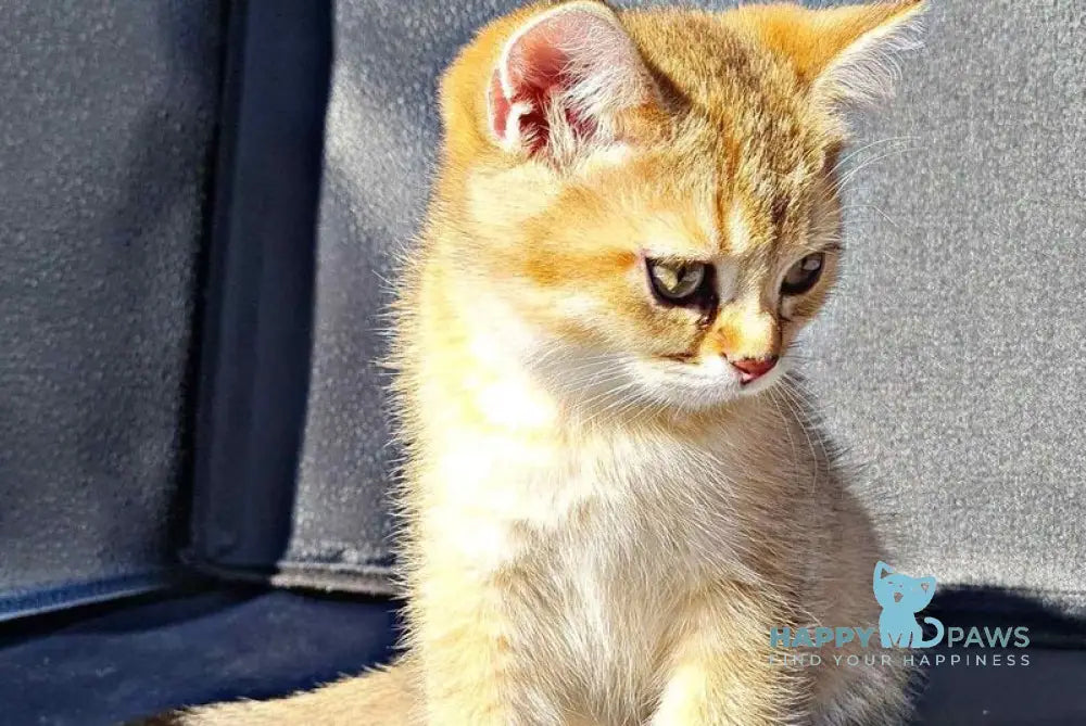 Amaadey British Shorthair male black golden shaded live animals