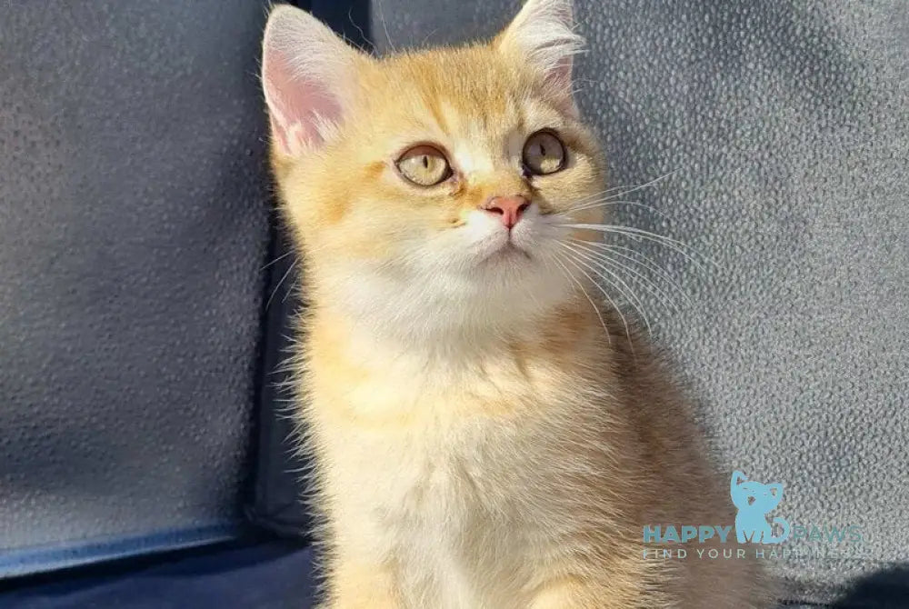 Amaadey British Shorthair male black golden shaded live animals