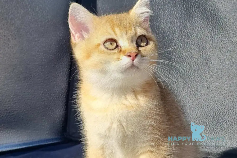 Amaadey British Shorthair male black golden shaded live animals