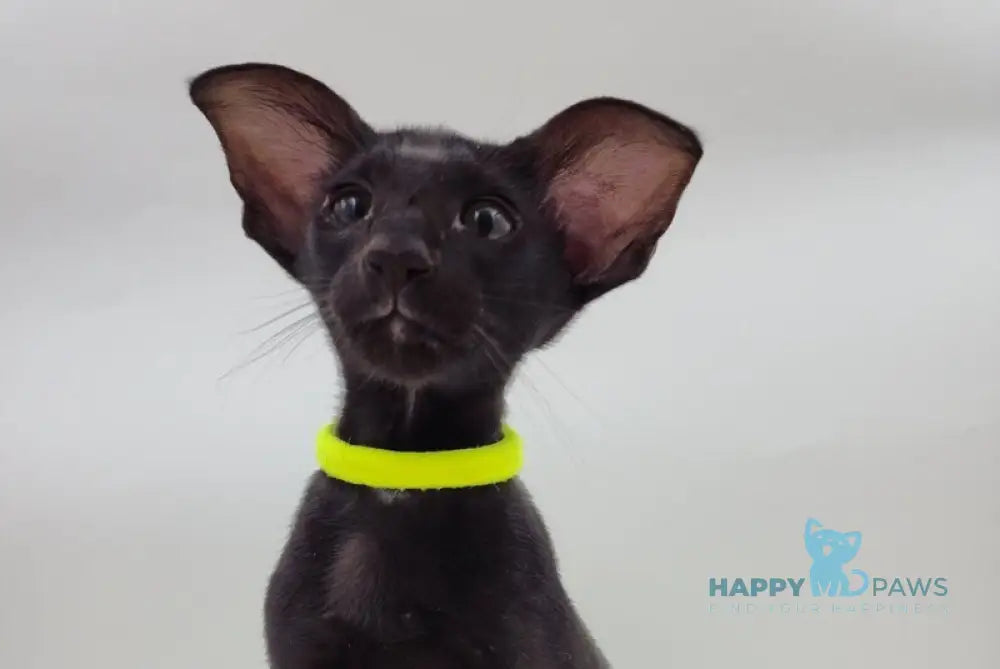 Amadeus Oriental Shorthair male black live animals