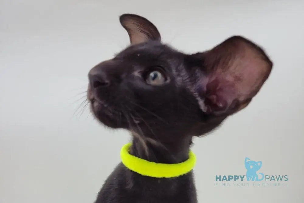 Amadeus Oriental Shorthair male black live animals