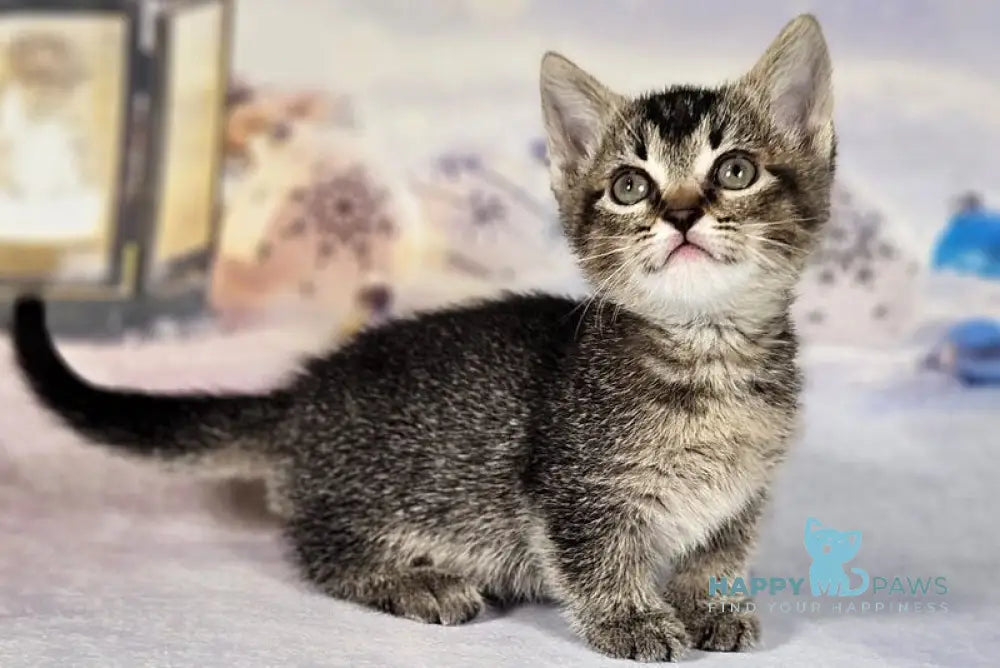 Amalia Munchkin female black tabby live animals