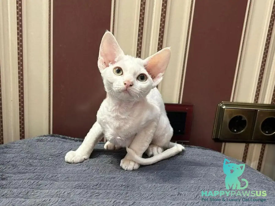 Amanda Devon Rex female white - live animals