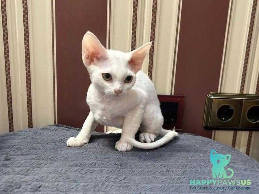 Amanda Devon Rex female white - live animals