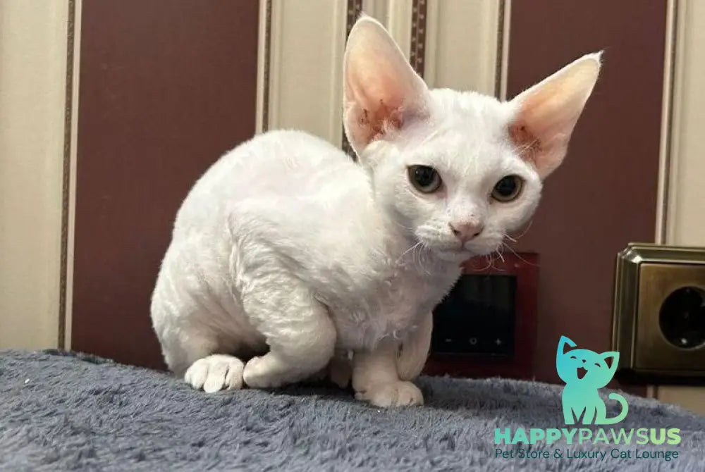 Amanda Devon Rex female white - live animals