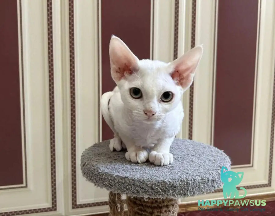 Amanda Devon Rex female white - live animals