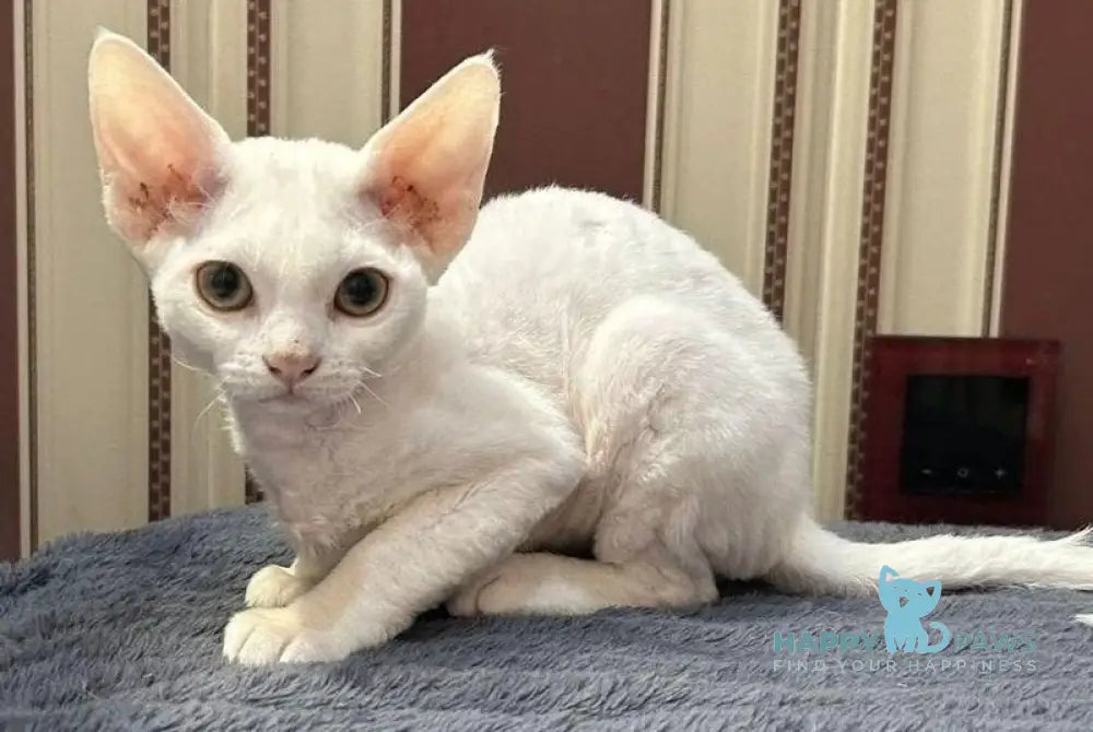 Amanda Devon Rex female white - live animals
