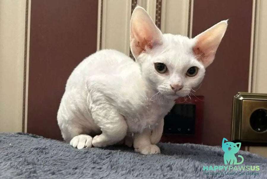 Amanda Devon Rex female white - live animals