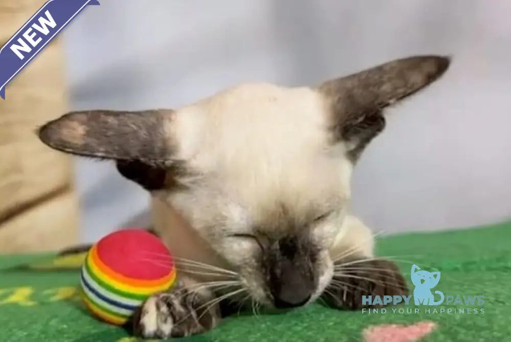 Amanda Siamese female black tortie live animals