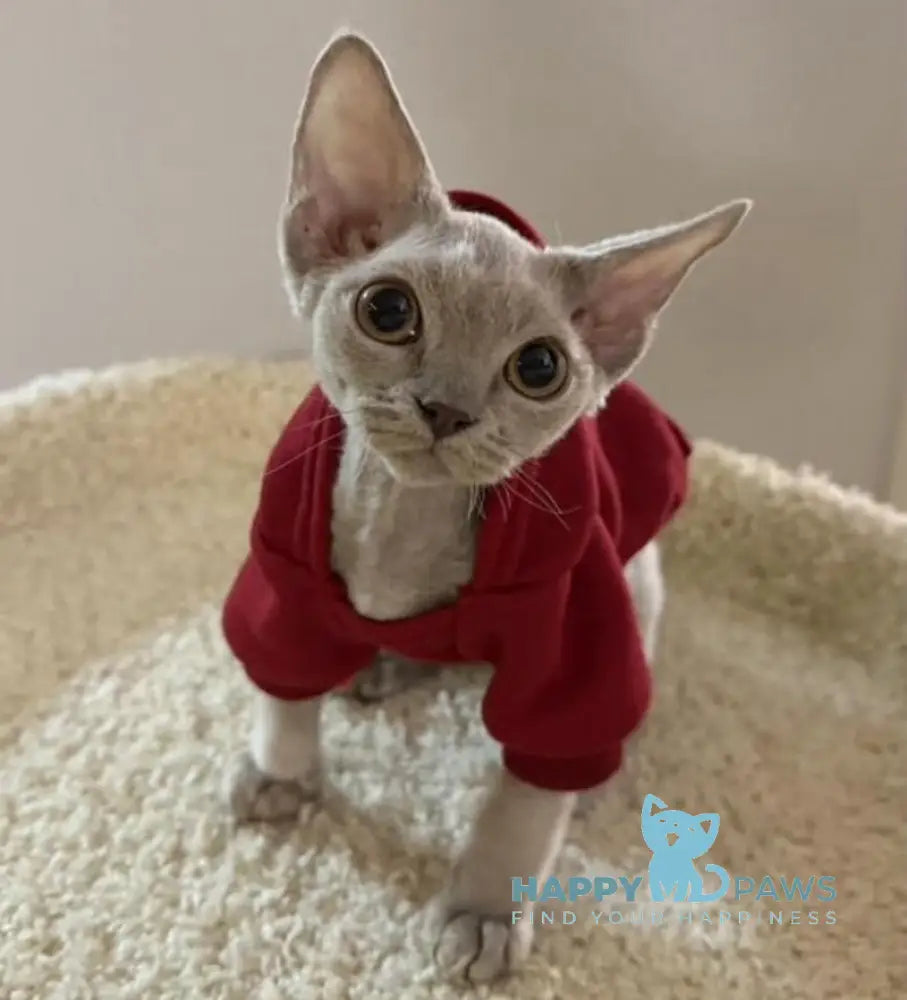 Amaretto Devon Rex male lilac live animals
