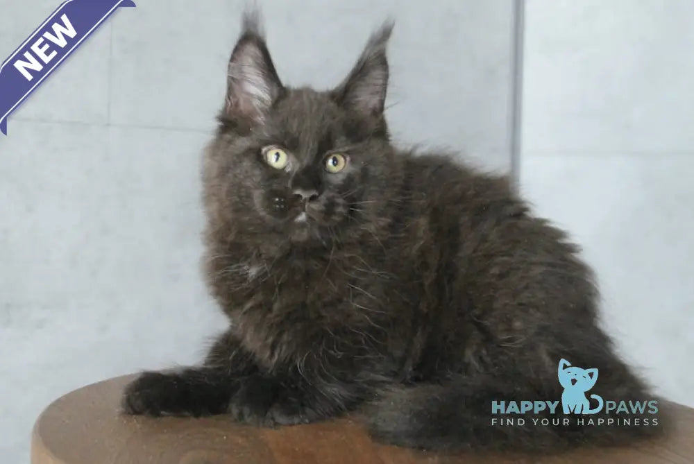 Ambassador Maine Coon male black live animals