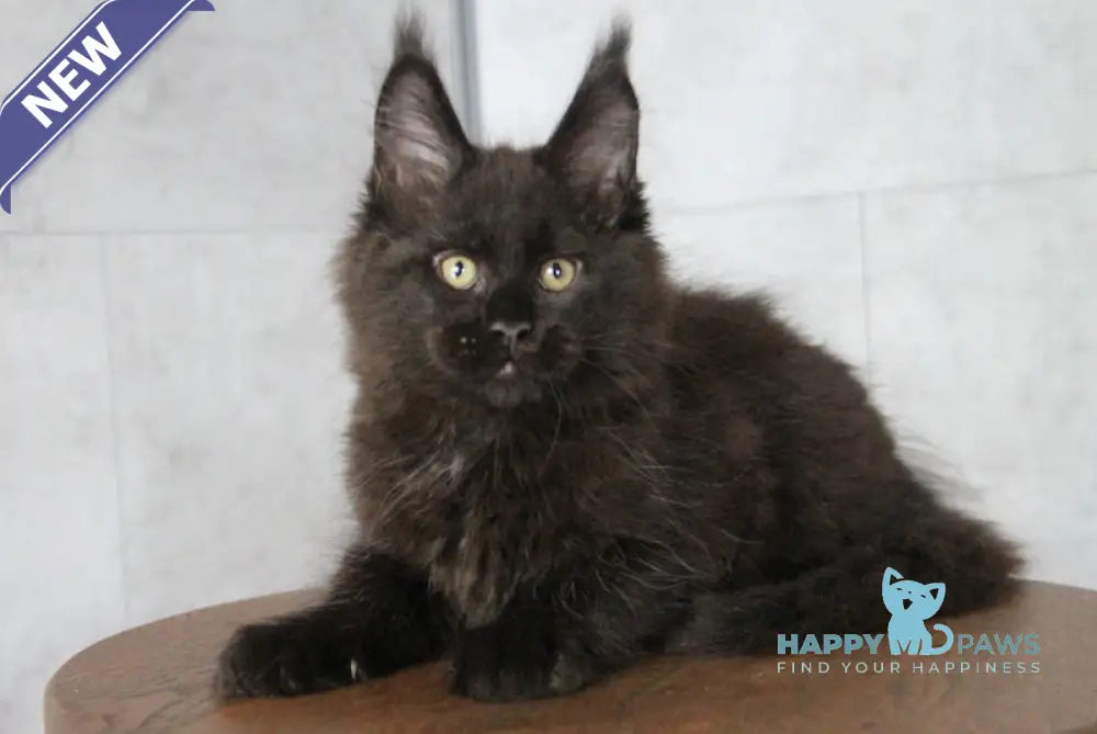 Ambassador Maine Coon male black live animals