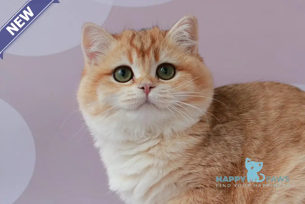 Ambrozia British Shorthair female black golden chinchilla live animals