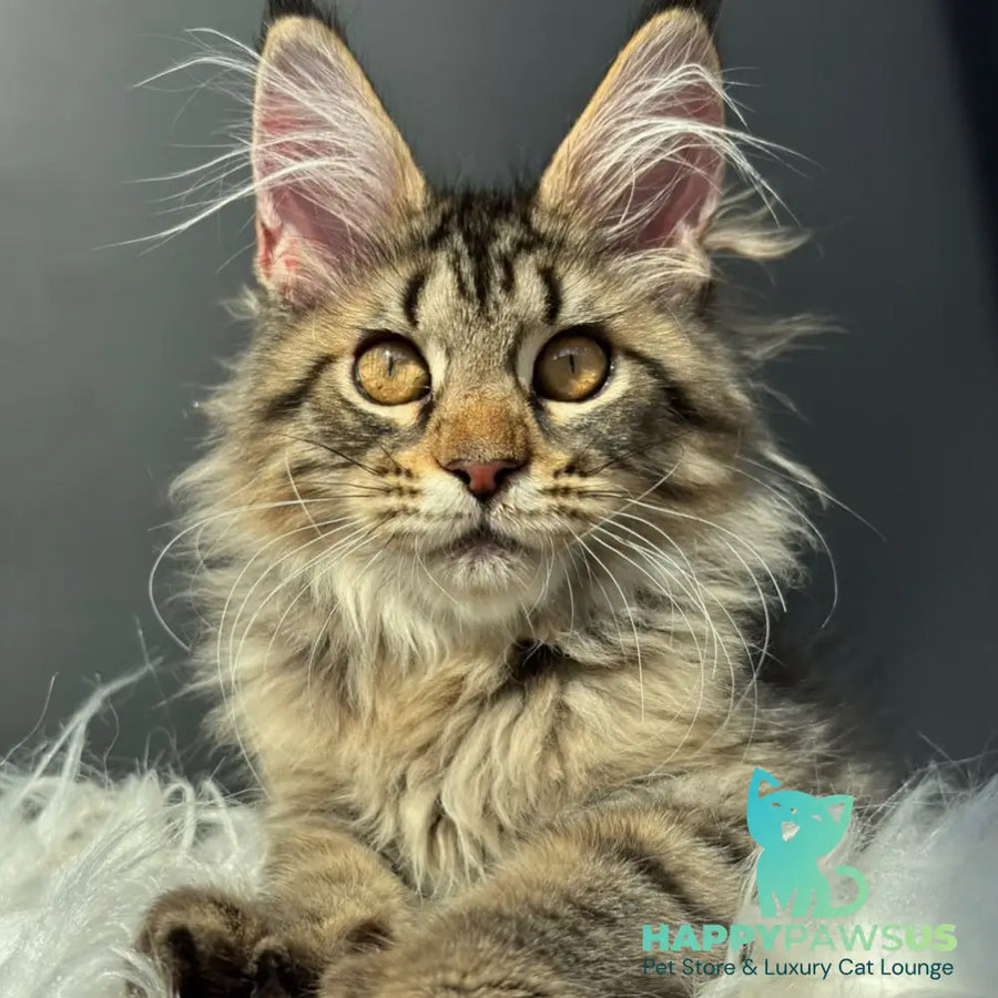 Amelia Maine Coon female black spotted tabby - live animals