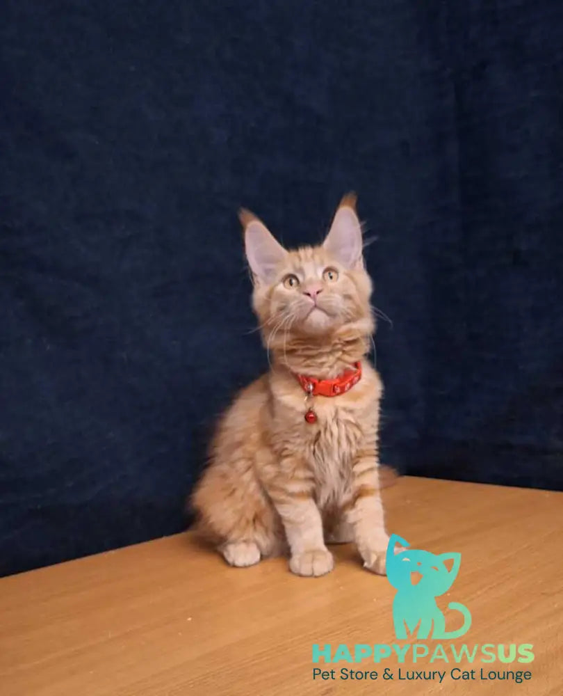 Amelia Maine Coon female red tabby - live animals