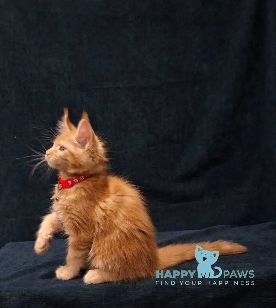 Amelia Maine Coon female red tabby - live animals