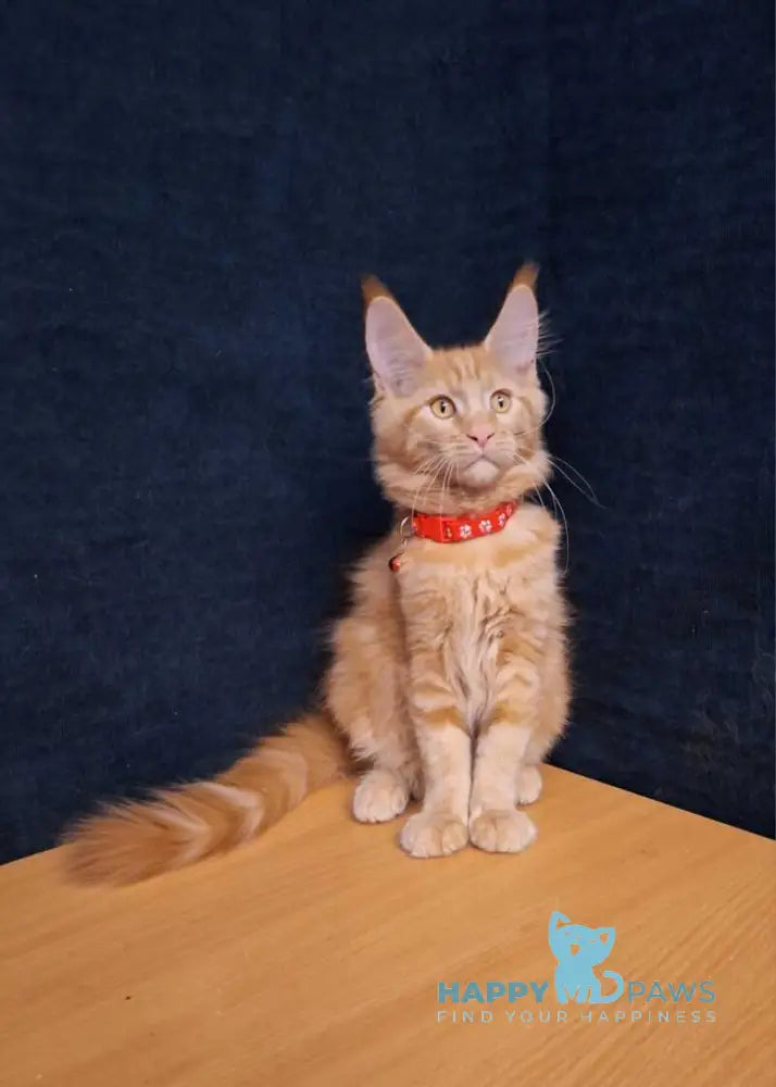 Amelia Maine Coon female red tabby - live animals