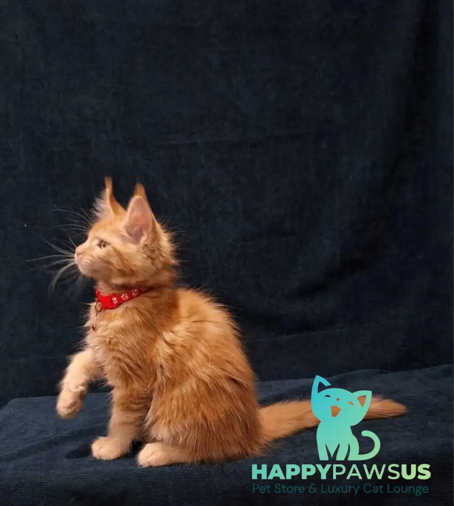 Amelia Maine Coon female red tabby - live animals