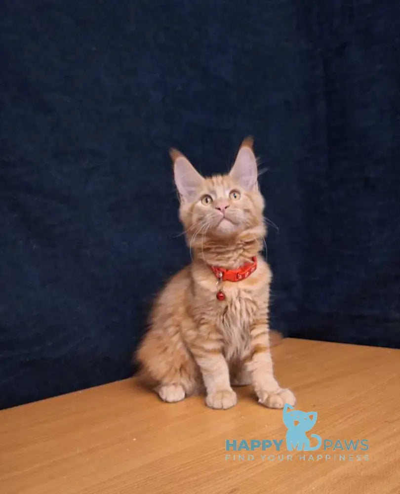 Amelia Maine Coon female red tabby - live animals