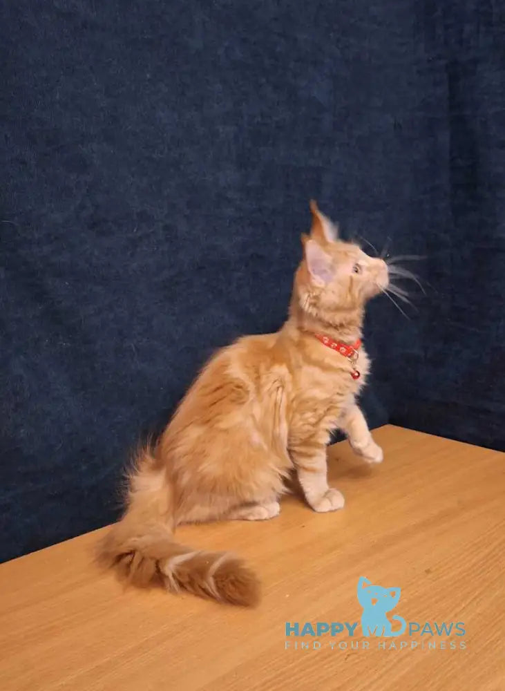 Amelia Maine Coon female red tabby - live animals