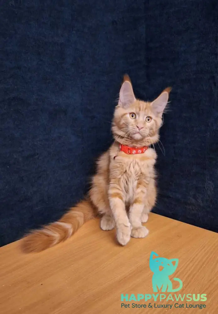 Amelia Maine Coon female red tabby - live animals