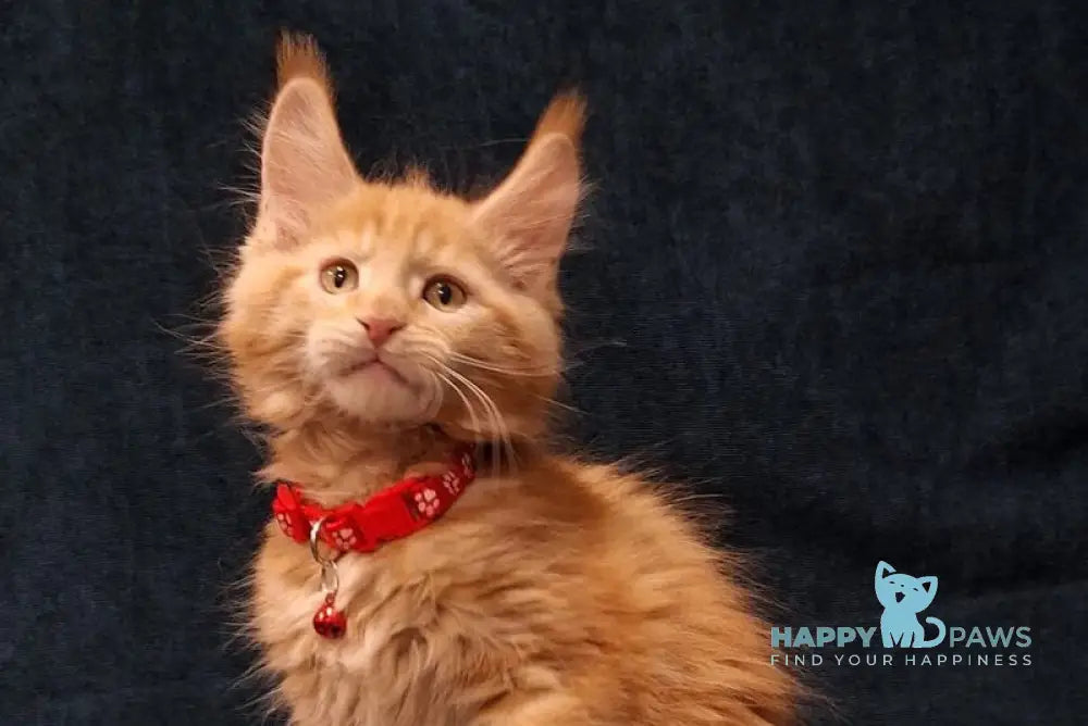 Amelia Maine Coon female red tabby - live animals